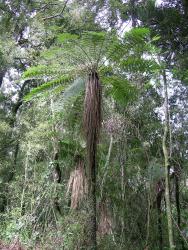 Cyathea smithii.  Mature plant with a persistent skirt of dead stipes and rachises.
 Image: L.R. Perrie © Leon Perrie 2004 CC BY-NC 3.0 NZ